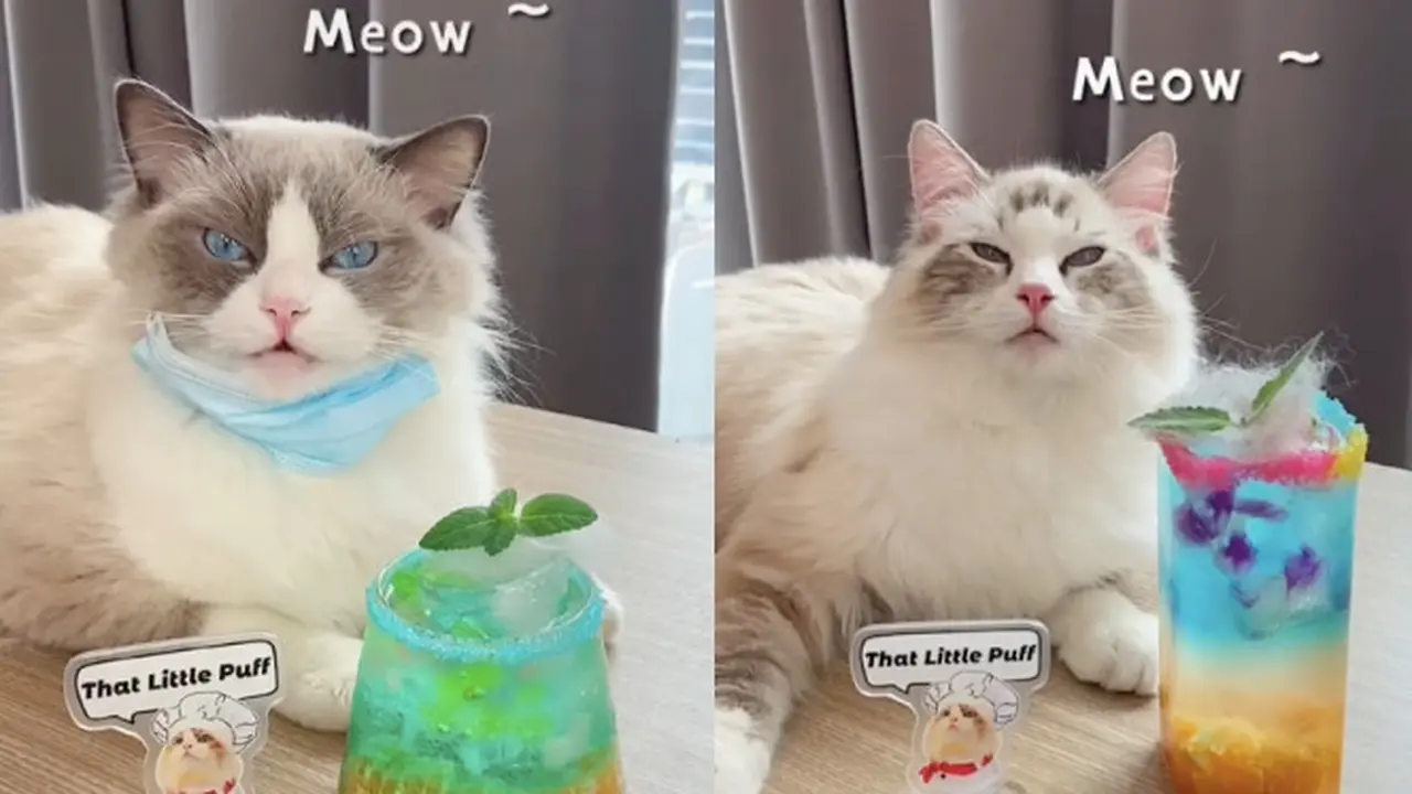 Aksi Kucing Bikin Minuman Layaknya Bartender, Bikin Gemas