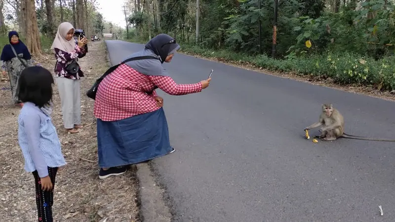 Monyet turun ke jalan diduga karena kekurangan pakan di dalam hutan di Blora. (Foto: Liputan6.com/Ahmad Adirin)