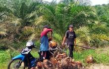 Apkasindo Dharmasraya Desak Tinjau Ulang Potongan Sortasi TBS Sawit 7 Persen
