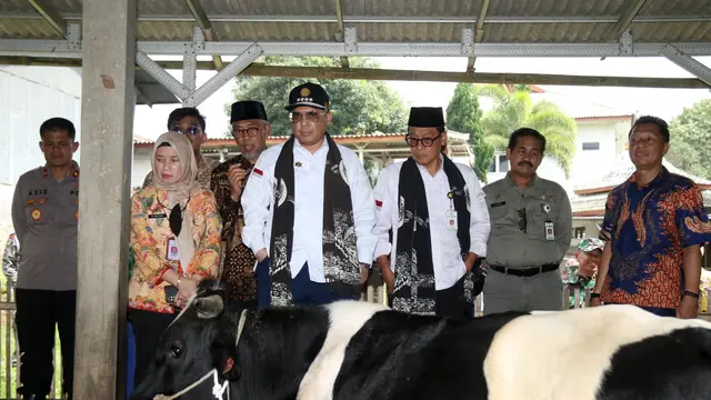 PMK Turunkan Populasi Sapi Perah, Wamentan Harap Pasuruan Tingkatkan Populasi Sapi Perah lewat KUD