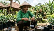 8 Cara Sambung Pucuk Pohon Kelengkeng agar Berbuah Lebat, Jangan Salah Pilih Batang