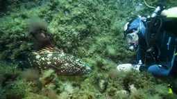 Ikan Kerapu di taman alam Port-Cros telah mengalami penurunan yang drastis, Prancis, Senin (1/5). Ikan Kerapu kini menjadi langka akibat perburuan dan pencemaran. (AFP Photo/ Boris HORVAT)