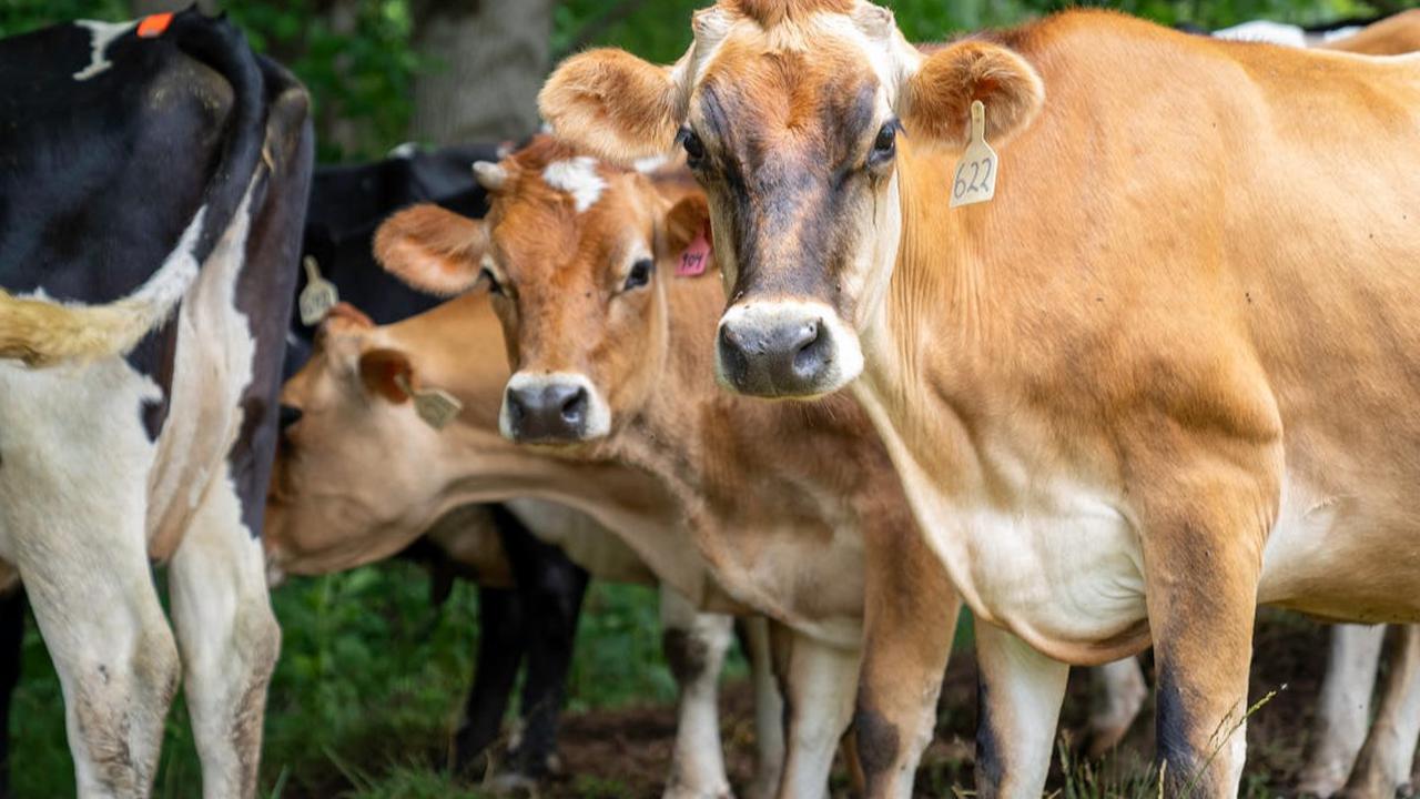 Kronologi Sapi Seberat 500 Kg Lebih Tercebur ke Kolam Renang Bekas Sedalam 5 Meter Diselamatkan Damkar