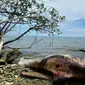 Bangkai paus berukuran besar ditemukan warga terdampat di perairan Distrik Misool Utara Kabupaten Raja Ampat, Papua Barat. (Liputan6.com/ Ist/ Tim Penjaga Laut Misool Utara)