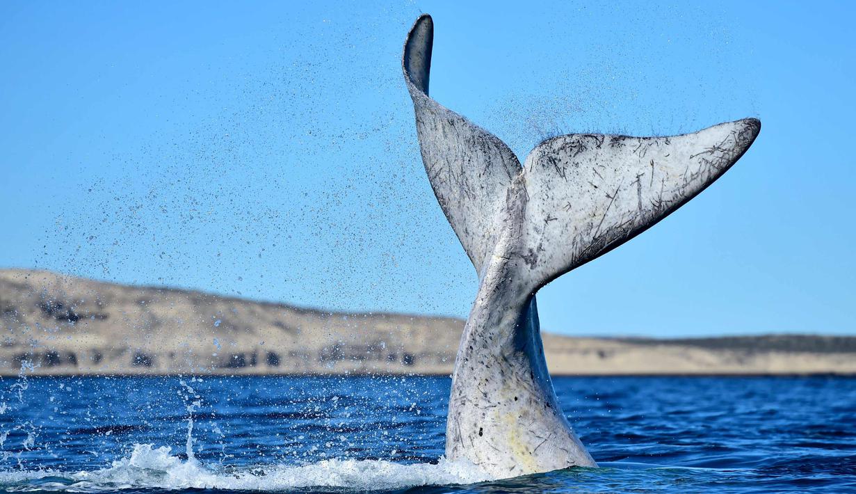 Ekor paus kanan selatan terlihat di Pantai El Doradillo, Patagonia, Argentina (3/9). Sejumlah paus tersebut bermigrasi setiap tahun dari Antartika ke Patagonia Argentina untuk melahirkan dan memberi makan keturunannya. (AP Photo/Maxi Jonas)
