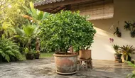 Cara Mengerdilkan Pohon Jeruk Nipis agar Berbuah Terus di Pot dengan Mudah