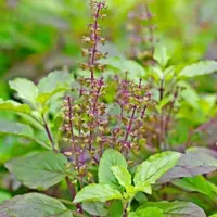 Daun Tulsi atau Kemangi Suci (Foto: Shopee)
