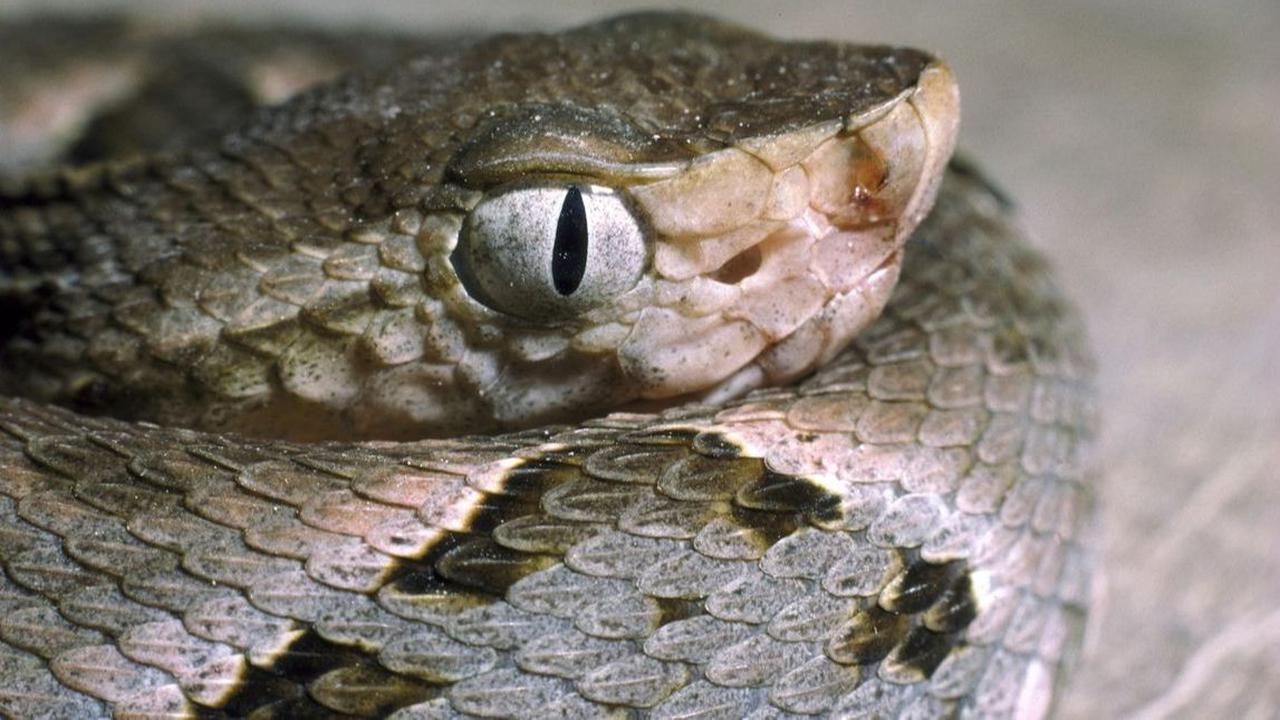 2. Fer De Lance