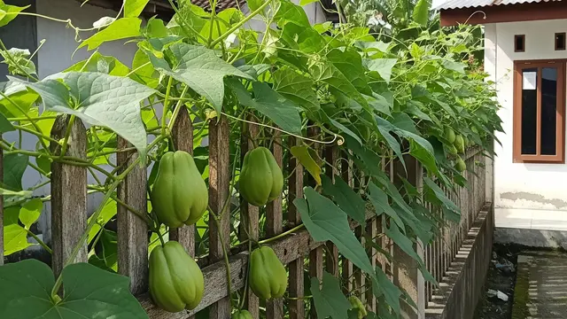 6 Jenis Labu yang Mudah Merambat di Pagar Rumah, Ide Berkebun Sederhana