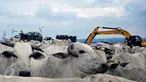Ratusan sapi memadati TPA Jatibarang, Semarang, Rabu (10/2/2016). Selain dijadikan pusat pembuang sampah, TPA Jatibarang dijadikan peternak sebagai tempat mencari makan sapi-sapi mereka. (Foto: Gholib)