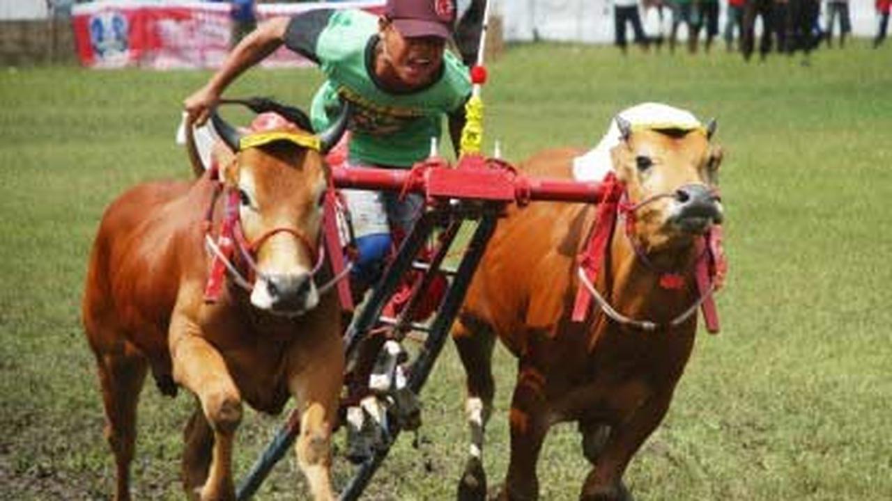 120212bfoto_kerapan-sapi.jpg