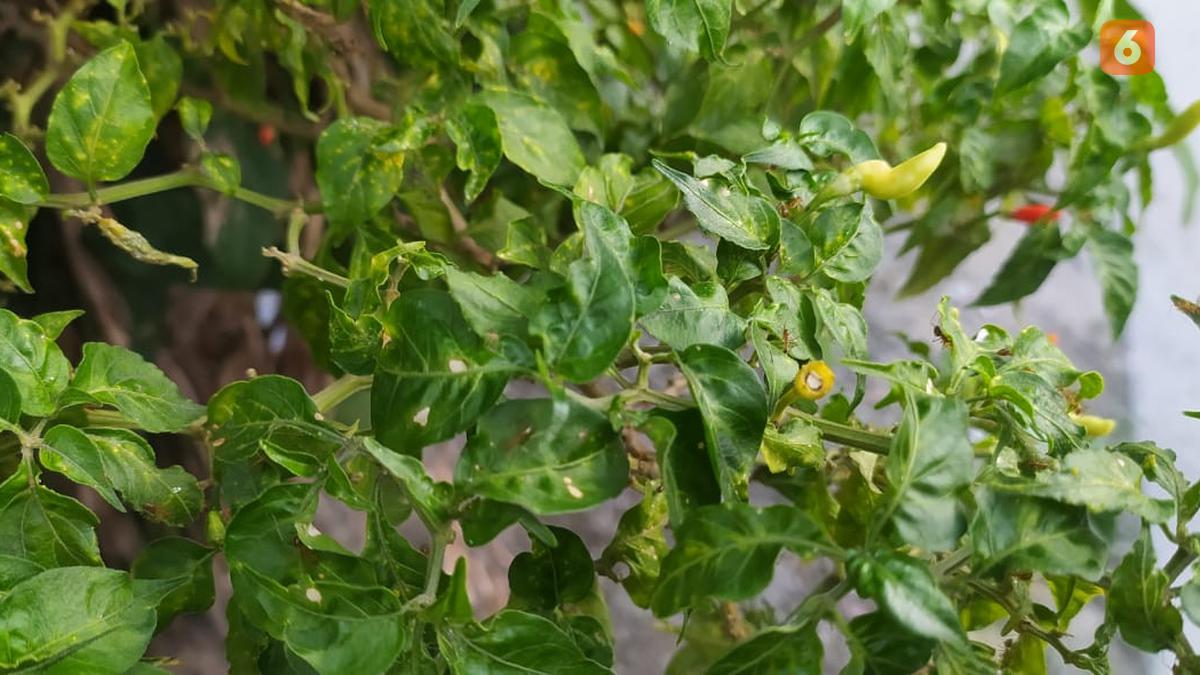 7 Cara Membasmi Kutu Daun Pada Tanaman Cabai Supaya Panen Maksimal