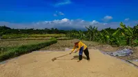 Bulog Sudah Serap 3,5 Juta Ton Beras Petani