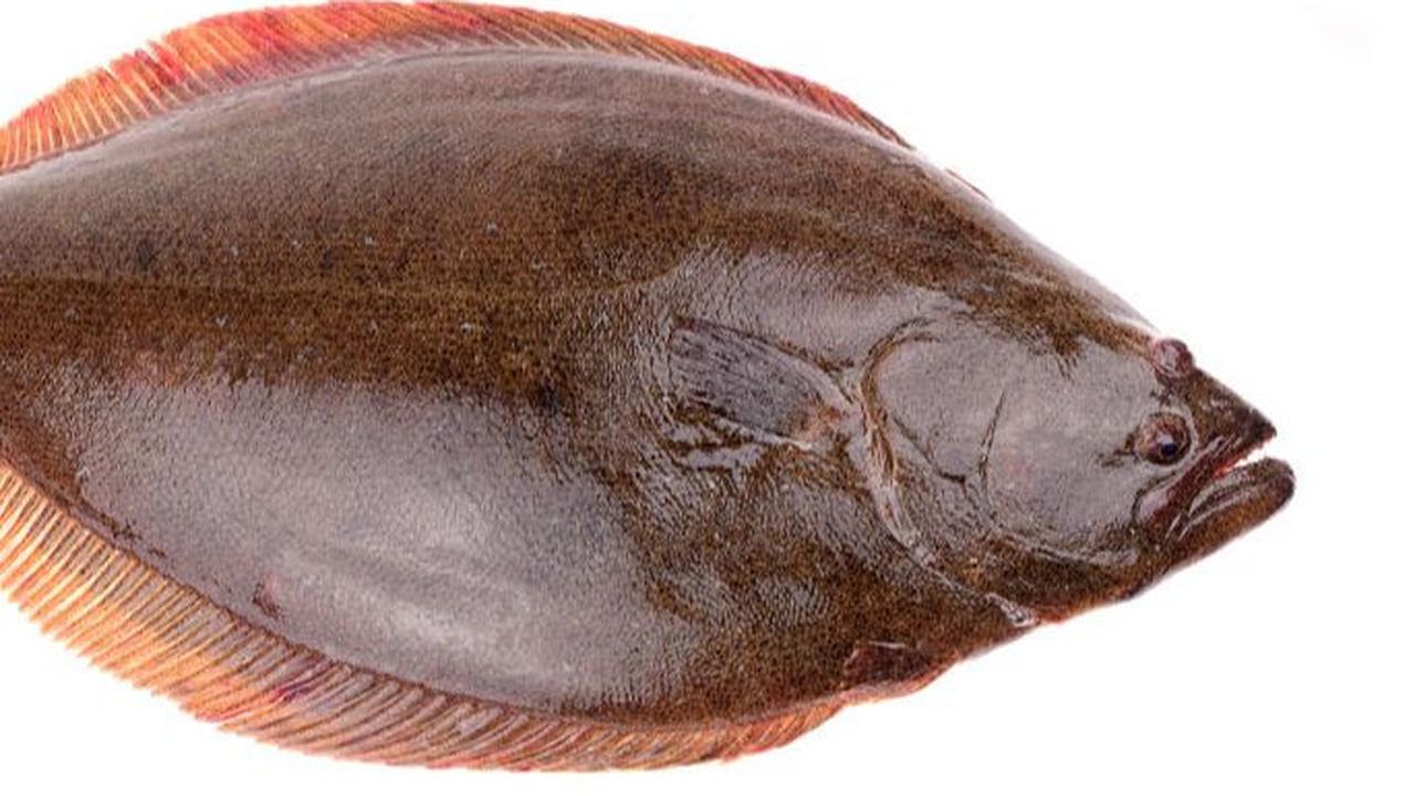7. Ikan Sebelah (Halibut)