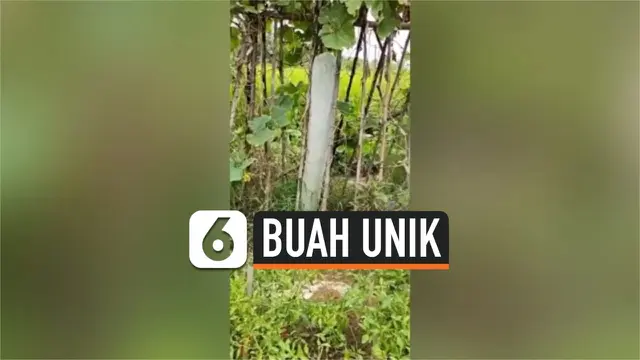 VIDEO: Buah Kundur Unik, Tumbuh Sepanjang 1,5 Meter