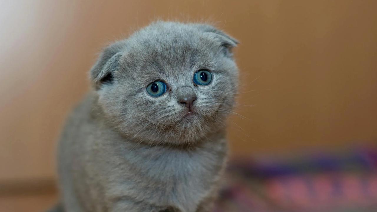 Fakta Unik Hari Kucing Nasional: Mengapa Dirayakan Setiap 29 Oktober?