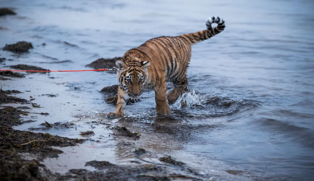 Harimau bernama Elsa saat bermain di kawasan Pantai Barendorf, Luebeck, Jerman (9/1). Elsa kini tumbuh dengan cepat dan nalurinya sebagai binatang buas mulai muncul. (AFP PHOTO/dpa/Jens Büttner/Jerman OUT)