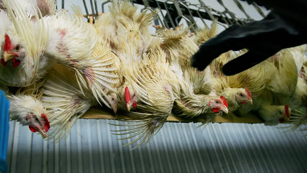 Ilustrasi ayam 