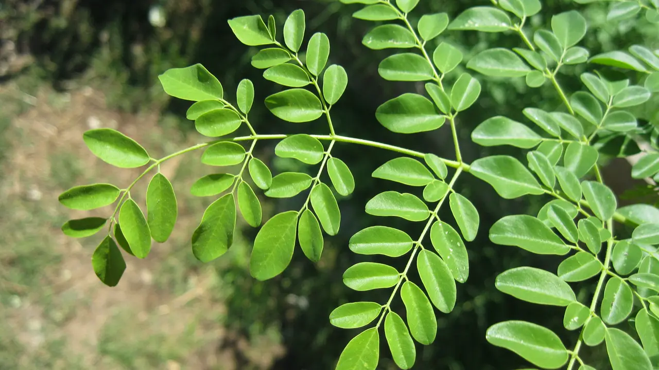 Daun Kelor 