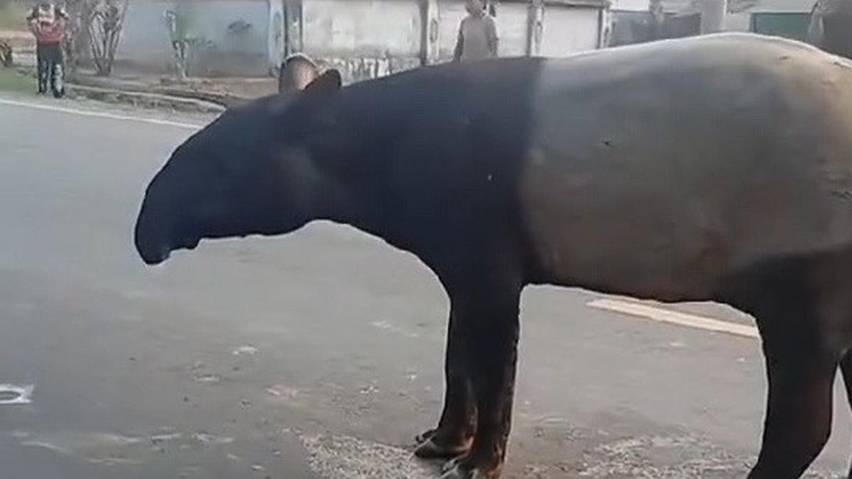 BKSDA Ungkap Alasan Tapir Muncul di Jalan Mesuji