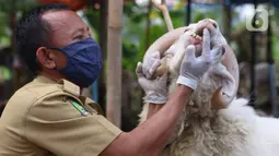 Petugas memeriksa gigi kambing saat pemeriksaan kondisi hewan kurban yang dijual di Kawasan Suka Asih, Kota Tangerang, Selasa (21/7/2020). Pemeriksaan guna memastikan kondisi kesehatan hewan yang dijual untuk keperluan kurban Hari Raya Idul Adha mendatang. (Liputan6.com/Angga Yuniar)