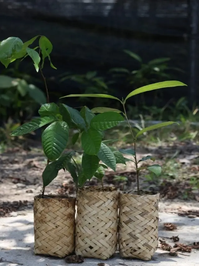 Polybag dari anyaman bambu