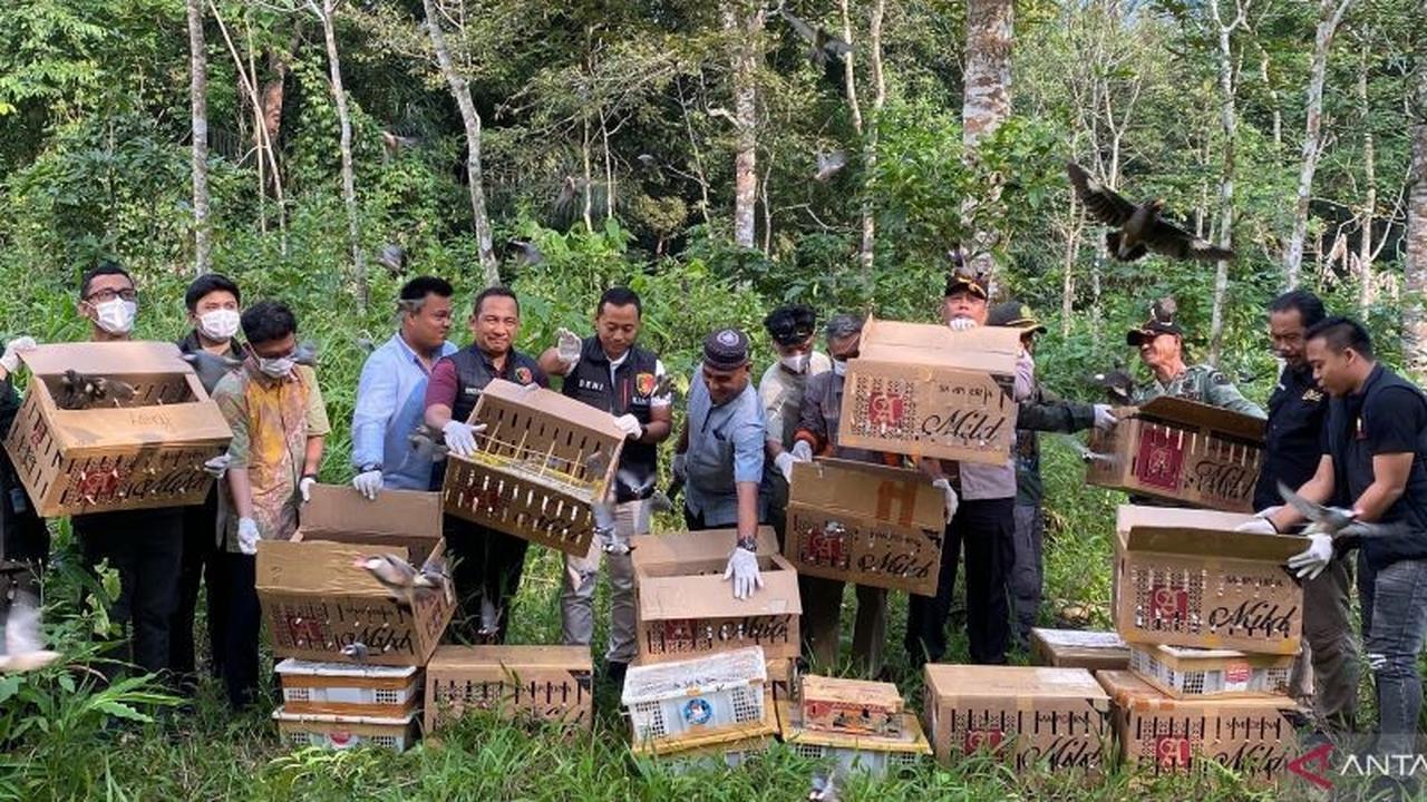 Ratusan Burung Hasil Sitaan di Bakauheni Dilepasliarkan, Perkuat Pelepasan Burung Bakauheni
