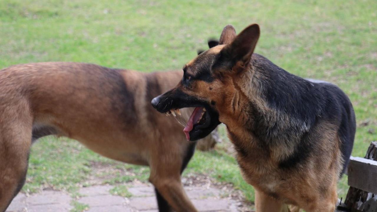 Gejala Rabies