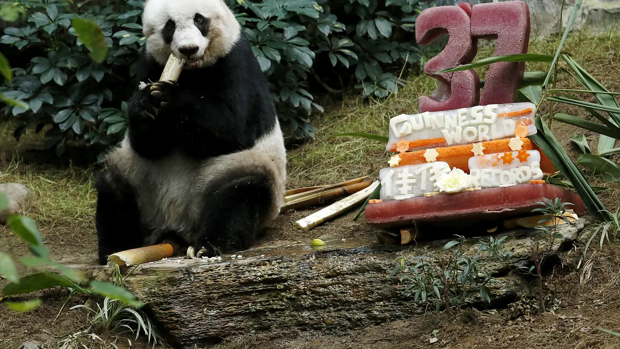 Panda bernama Jia Jia ketika berulang tahun ke-37 tahun 2015 lalu. (Reuters)