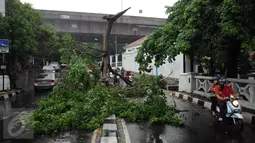 Sebuah pohon patah dan jatuh tepat di tengah Jalan Kemang Raya akibat hujan deras disertai angin kencang, Jakarta, Sabtu (7/11/2015). Tidak ada korban dalam peristiwa ini. (Liputan6.com/Helmi Fithriansyah)