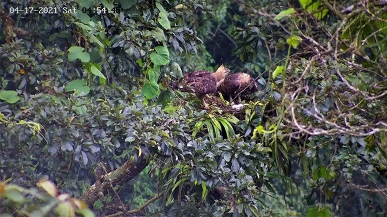 Kelahiran Elang Jawa Penerus Penguasa Langit Taman Nasional Gunung Halimun Salak