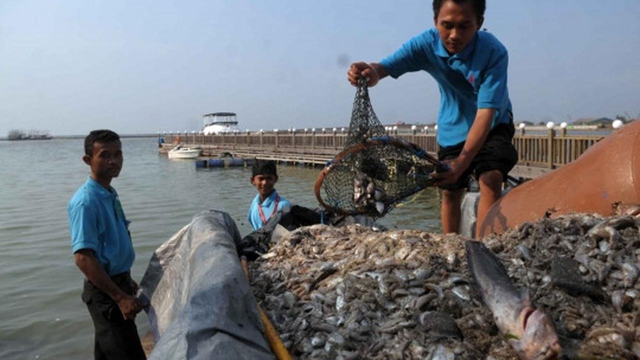 Jutaan ekor ikan berbagai jenis mati misterius di Pantai Ancol