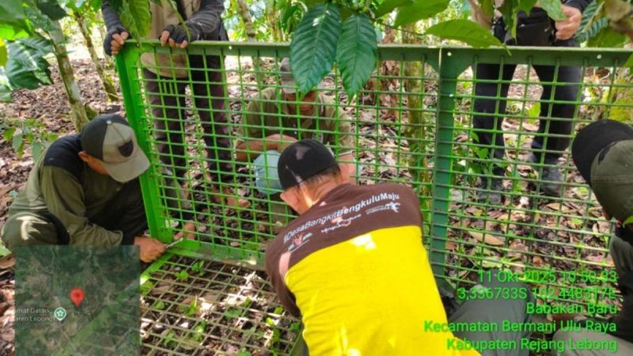 Fakta Unik Beruang Madu: BKSDA Pasang Perangkap di Rejang Lebong Setelah Terlihat di Kebun Warga