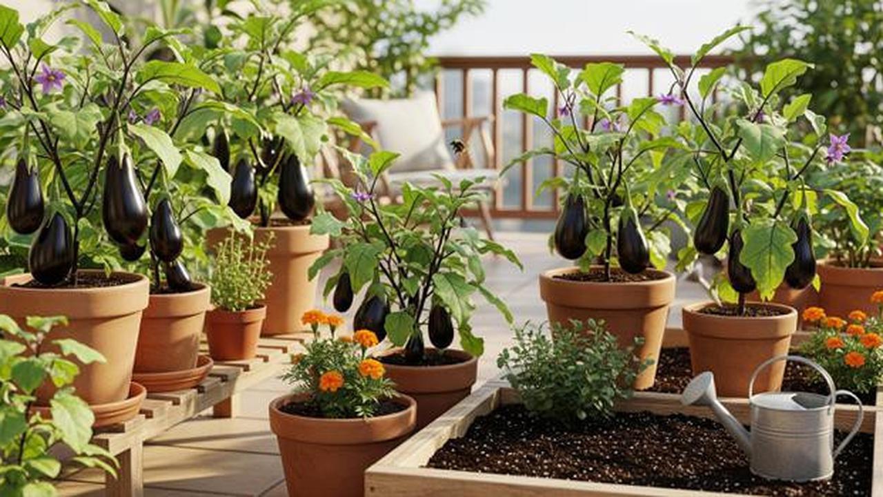 7 Sayuran Buah Cepat Panen yang Cocok untuk Kebun Mini di Rumah, Hemat Lahan dan Mudah Dirawat