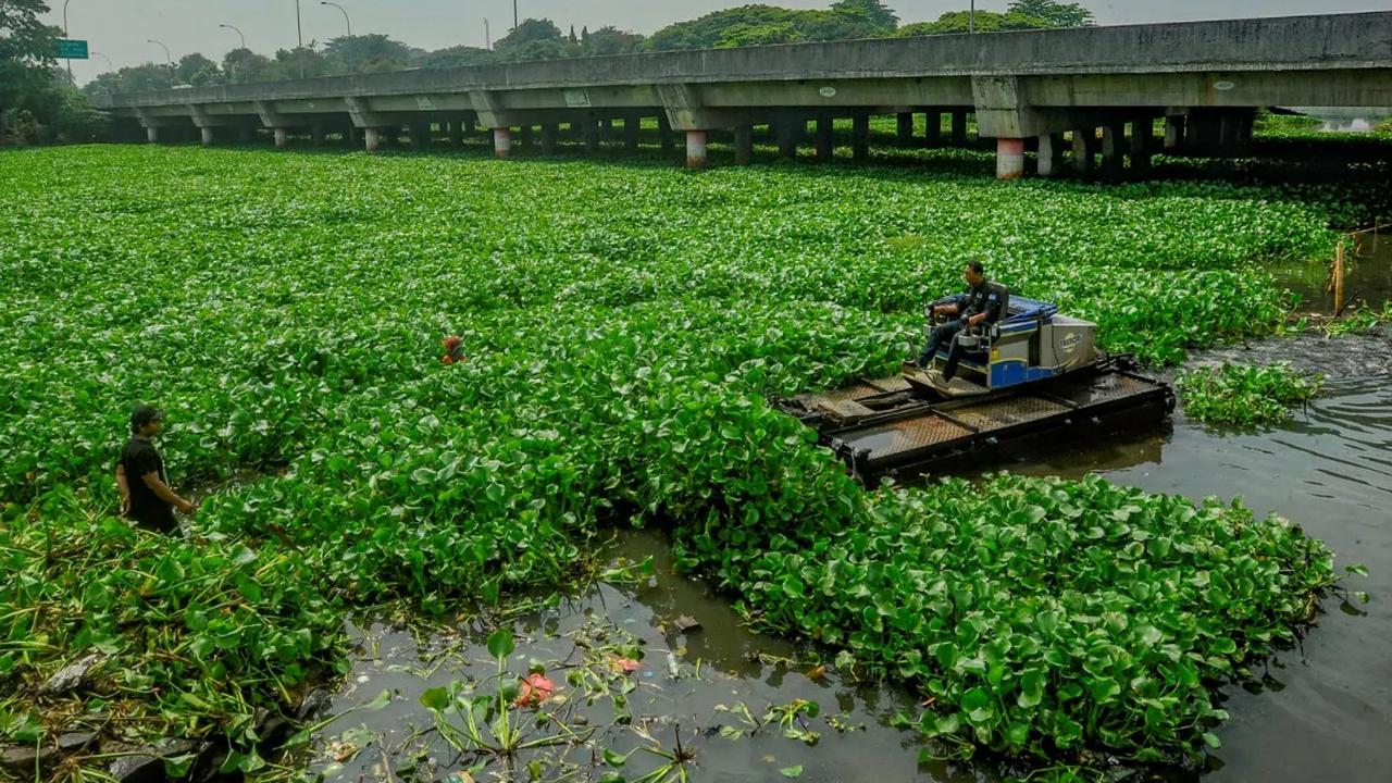 Petugas Dinas PUPR Kota Depok dengan menggunakan alat truxor melakukan pembersihan gulma eceng gondok yang menyelimuti Situ Pengarengan di Depok, Jawa Barat, Selasa (28/11/2023).
