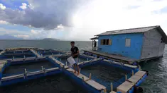 Mahasiswa memberi pakan pada ikan bawal bintang yang di budi daya untuk studi kampus di perairan Serang, Banten, Minggu (10/4/2022). KKP membuat dua program pengembangan budidaya berbasis pada ekspor dan pembangunan kampung perikanan budidaya berbasis kearifan lokal.  (Liputan6.com/Angga Yuniar)