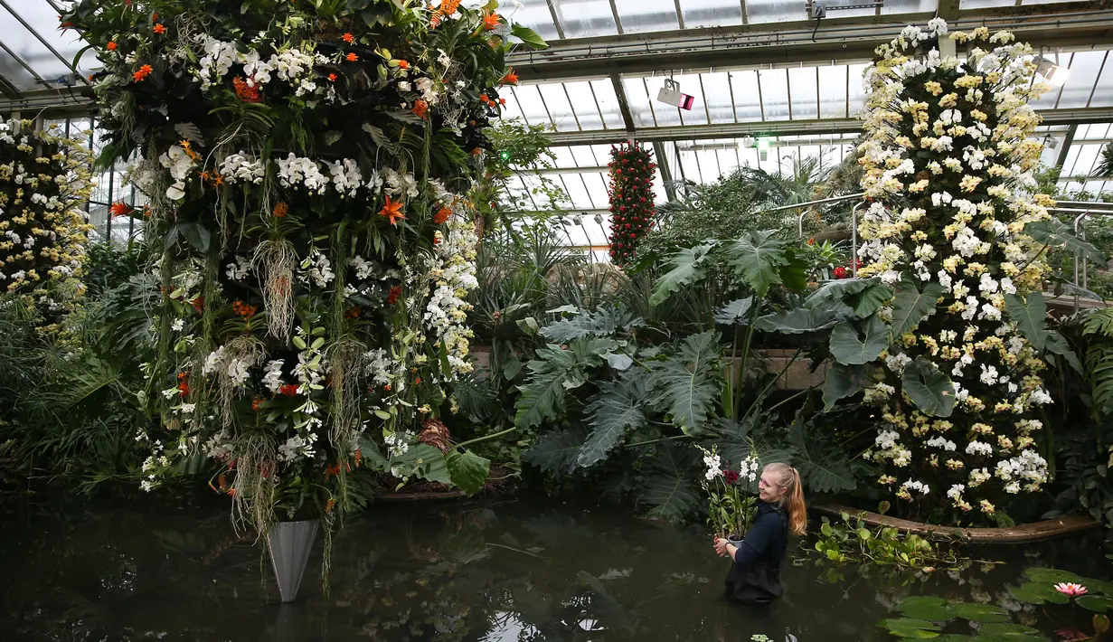 Pekerja menata tumbuhan untuk dipamerkan pada Festival Anggrek di Royal Botanic Gardens di Kew, London Barat, Kamis (2/2). (AFP PHOTO / Daniel Leal-Olivas)