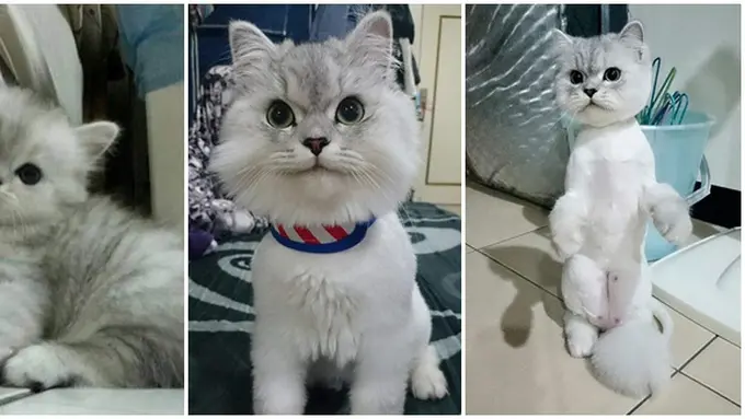 Foto: copyright en.rocketnews24.com