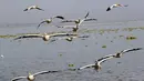 Sekelompok pelikan putih, salah satu burung terbesar di Kanada dan AS, terbang di atas pantai laguna Chapala di Cojumatlan de Regules, Meksiko, pada 28 Januari 2022. Pelikan putih melakukan perjalanan ribuan kilometer bermigrasi dari suhu dingin Amerika Utara. (ULISES RUIZ / AFP)
