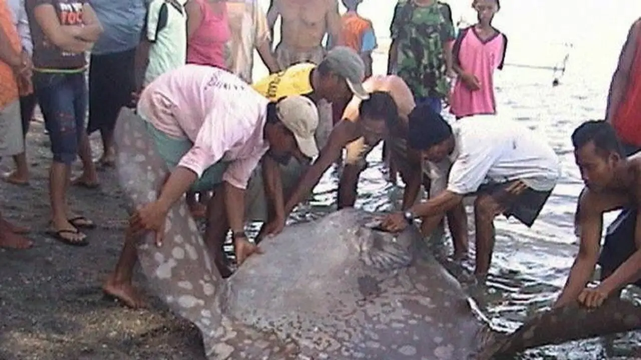 Hewan Laut Misterius di Maluku