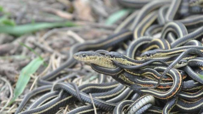 Terungkap Di Musim Kawin Ular Jantan Suka Pesta Seks Sampai Mati Citizen6 Liputan6 Com