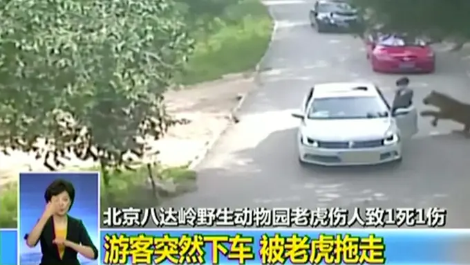 20160725-Nekat Keluar dari Mobil, Wanita Tiongkok Tewas Diterkam Harimau-Beijing