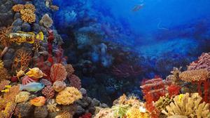 Ratusan Bibit Karang Ditanam di Perairan Pulau Messah, Jadi Fondasi Ekonomi Warga