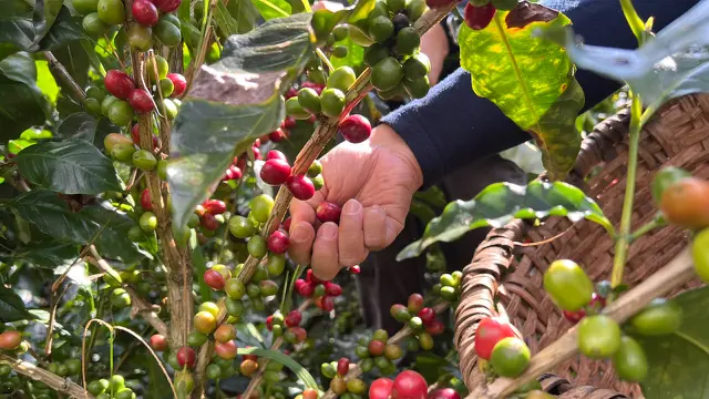 Rona Buah Kopi di Hacienda Alsacia, Kosta Rika