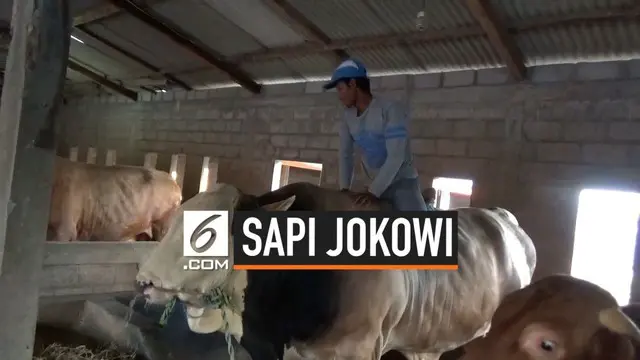 Presiden Jokowi membeli  2 ekor sapi untuk kurban dari peternak di Boyolali Jawa Tengah. Sapi-sapi ini akan dipotong pada Hari Raya Kurban di Mesjid Agung Solo dan Mesjid Mangkunegaran Solo Jawa Tengah.