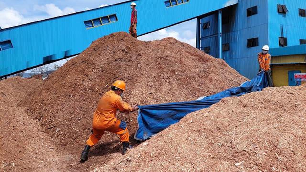 Potensi Bioenergi Indonesia Ternyata Menapai 83,4 Juta Ton per Tahun, tapi Baru Dimanfaatkan Segini