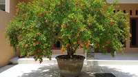 Pohon Buah Kecil yang Cocok Ditanam di Depan Rumah Kampung, Cantik dan Cepat Berbuah