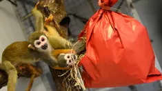 Monyet tupai mencoba membuka paket natal berisi penuh makanan di kebun binatang de Pescheray, Prancis, Selasa (24/12/2019). Tak hanya manusia saja yang merayakan Natal, hewan  di kebun binatang ini disuguhi makanan lezat yang dibungkus dengan kado khas Natal.  (JEAN-FRANCOIS MONIER/AFP)