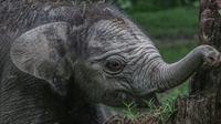 Gajah Sumatera Ngantini Lahirkan Bayi Gajah Betina di TWA Buluh Cina. (Dok: IG @bbksda_riau&nbsp;https://www.instagram.com/p/DB-b_PivkSF/?igsh=YWM4aGFoeXVzNzJ0)