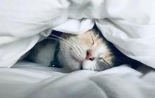 6 Penyakit Berbahaya yang Bisa Ditularkan Kucing kepada Manusia, Waspadai Anabulmu!